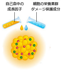 自己組織による細胞の生着率を最大限に引上げ、更に細胞の増殖・成長・分化を促します。