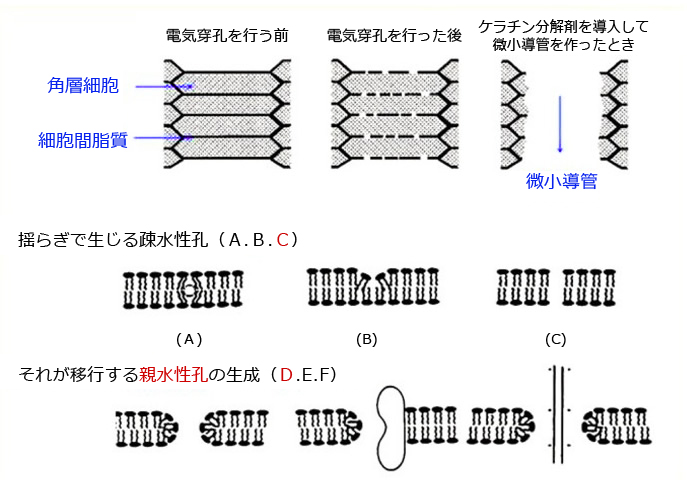 皮膚のレンガ壁モデル