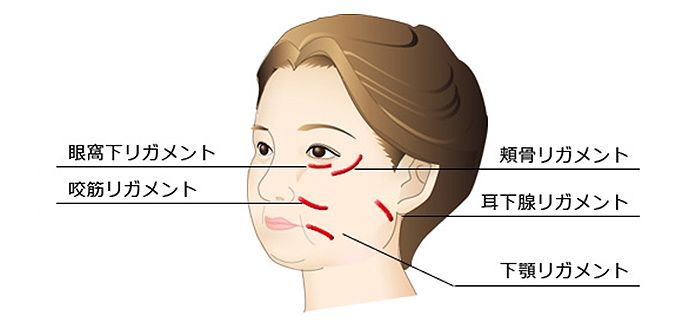 リガメントとは